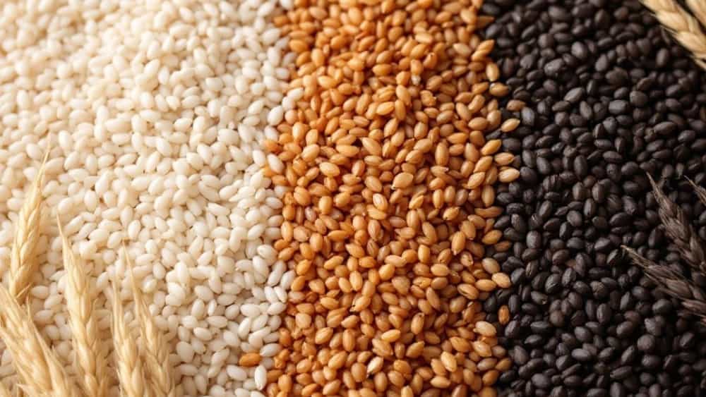 İsfahan'ın ipek bitkisinde pirinç türlerini tanıtmak